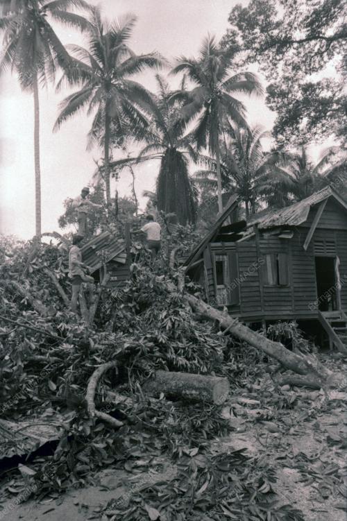 RUMAH DITIMPA POKOK DI KAMPUNG PAYA JARAS