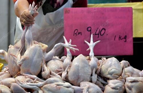 PEMANSUHAN SUBSIDI HARGA AYAM