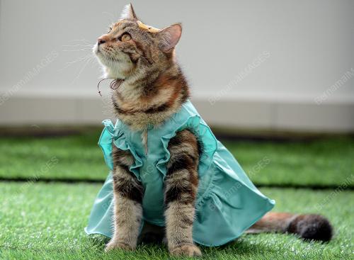 BAJU MELAYU, KURUNG LENGKAPKAN SYAWAL SI BULUS 