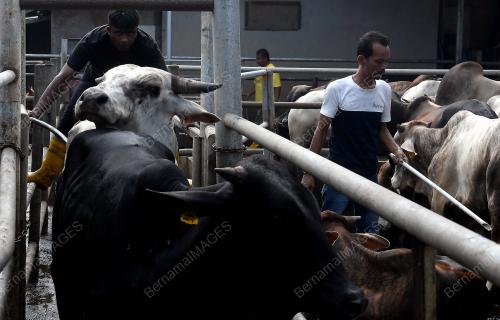 TINJAUAN KANDANG LEMBU KORBAN