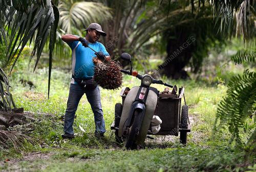 HARGA MINYAK SAWIT