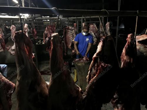 DAGING LEMBU SEGAR