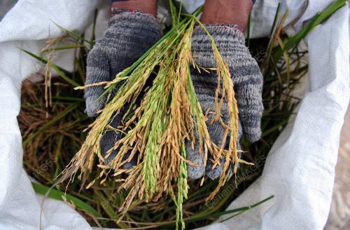 TINJAUAN AKTIVITI PEKERJA SAWAH