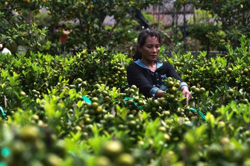 SG10_23012018_BUAH