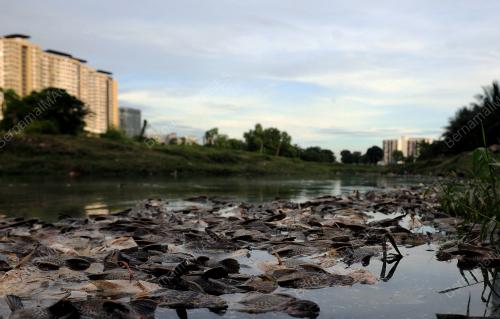 TINJAUAN IKAN AIR TAWAR MATI DI SUNGAI DAMANSARA