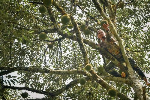 PENGUSAHA DURIAN KAMPUNG EKSPORT KE CHINA