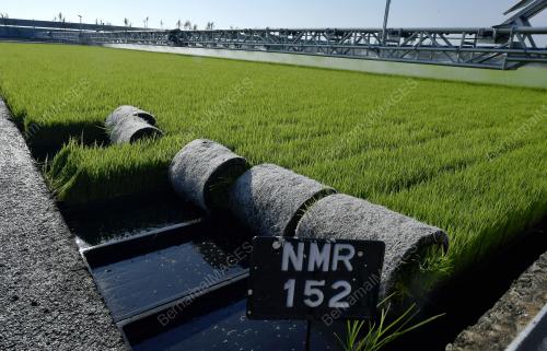 BENIH PADI NMR 152 SEKINCHAN