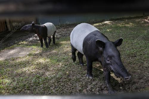 MAJLIS SAMBUTAN HARI TAPIR SEDUNIA 2025