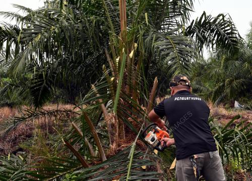 HUTAN SIMPAN KUALA LANGAT SELATAN