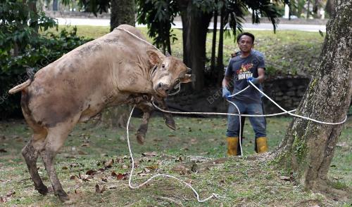 PERSIAPAN HARI RAYA AIDILADHA