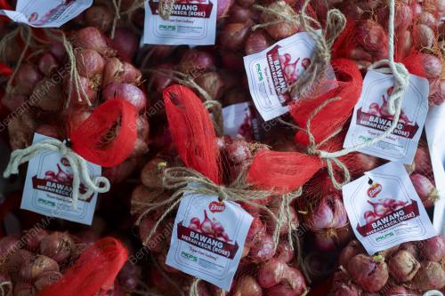 LADANG BAWANG MERAH KECIL