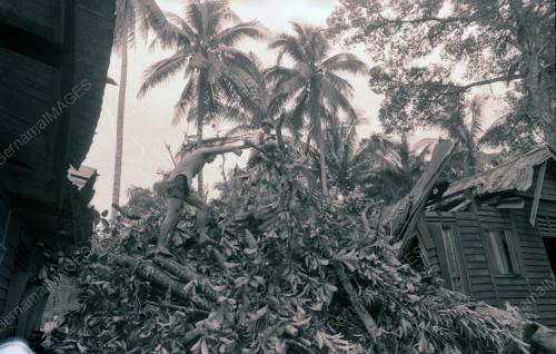 RUMAH DITIMPA POKOK DI KAMPUNG PAYA JARAS