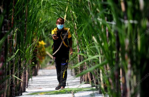 TINJAUAN PENIAGA AIR TEBU SEBELUM SEKATAN PERGERKAN PENUH