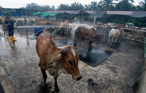 TINJAUAN KANDANG LEMBU KORBAN