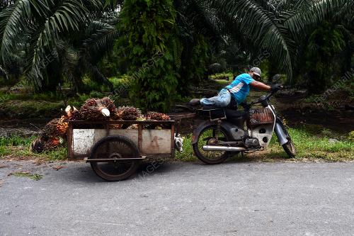 HARGA MINYAK SAWIT