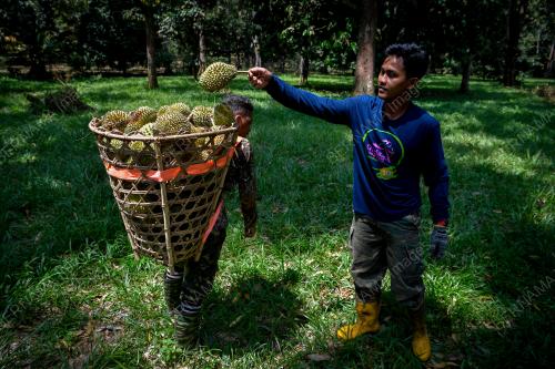 PENGUSAHA DURIAN KAMPUNG EKSPORT KE CHINA