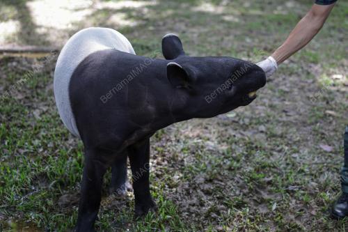 MAJLIS SAMBUTAN HARI TAPIR SEDUNIA 2025