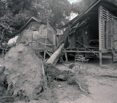 RUMAH DITIMPA POKOK DI KAMPUNG PAYA JARAS