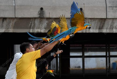 TINJAUAN KOMUNITI FREE FLY PARROT MALAYSIA DI SHAH ALAM
