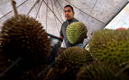 TINJAUAN PENJUAL RAJA BUAH