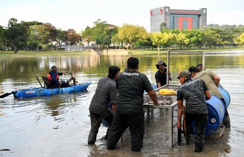 BUAYA TEMBAGA TASIK SEKSYEN 7 SHAH ALAM