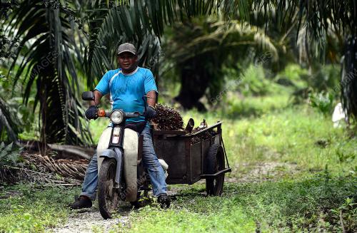 HARGA MINYAK SAWIT