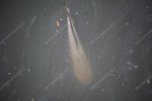 TINJAUAN IKAN AIR TAWAR MATI DI SUNGAI DAMANSARA