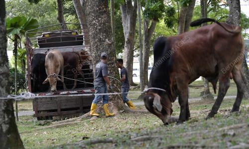 PERSIAPAN HARI RAYA AIDILADHA