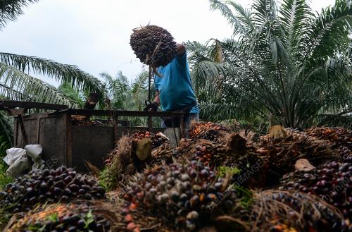 HARGA MINYAK SAWIT