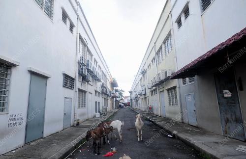 OPERASI PEROBOHAN KANDANG LEMBU DAN KAMBING