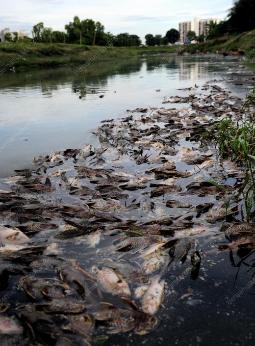 TINJAUAN IKAN AIR TAWAR MATI DI SUNGAI DAMANSARA