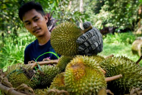 PENGUSAHA DURIAN KAMPUNG EKSPORT KE CHINA