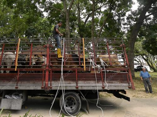 PERSIAPAN HARI RAYA AIDILADHA