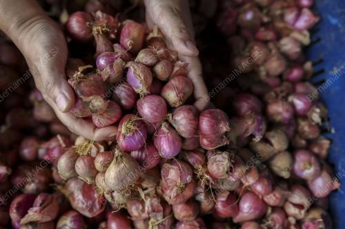 LADANG BAWANG MERAH KECIL