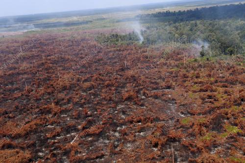LIPUTAN KEBAKARAN HUTAN SIMPAN KEKAL KUALA LANGAT
