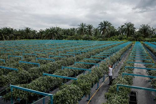 PROJEK LADANG SATELIT EHSAN TANI
