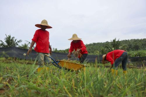 LADANG BAWANG MERAH KECIL
