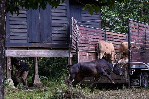 PERSIAPAN IBADAH KORBAN HARI RAYA AIDILADHA