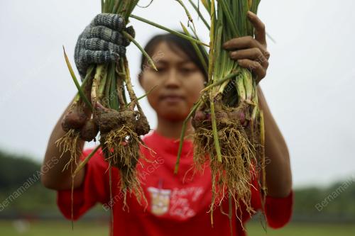 LADANG BAWANG MERAH KECIL