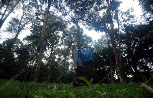 TINJAUAN AKTIVITI PEMILIK DUSUN DURIAN