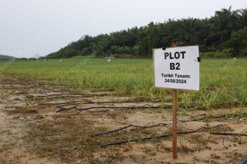 LADANG BAWANG MERAH KECIL