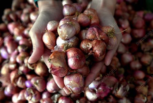 TINJAUAN PROJEK BAWANG ROSE EHSAN PKPS