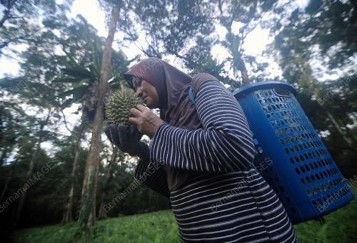 TINJAUAN AKTIVITI PEMILIK DUSUN DURIAN
