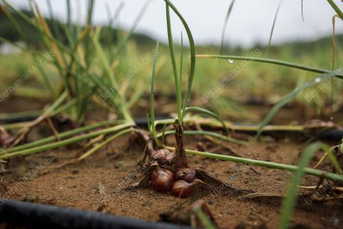 LADANG BAWANG MERAH KECIL