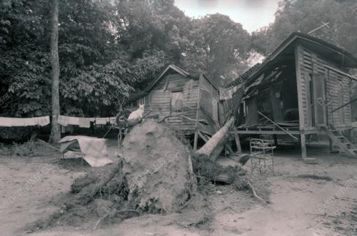 RUMAH DITIMPA POKOK DI KAMPUNG PAYA JARAS