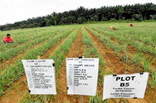 TINJAUAN PROJEK BAWANG ROSE EHSAN PKPS