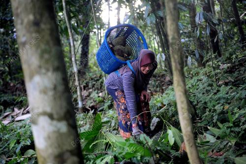 TINJAUAN AKTIVITI PEMILIK DUSUN DURIAN