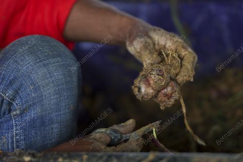 LADANG BAWANG MERAH KECIL