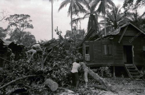 RUMAH DITIMPA POKOK DI KAMPUNG PAYA JARAS
