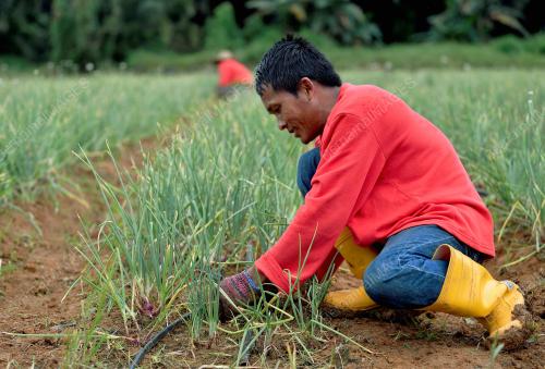 TINJAUAN PROJEK BAWANG ROSE EHSAN PKPS